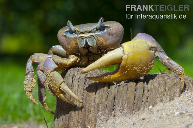 Indonesische Riesenlandkrabbe, Cardisoma carnifex Indonesische Riesenlandkrabbe, Cardisoma Carnifex -Zoofachgeschäft 82992 Cardisoma carnifex 3