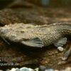 Rio Negro Bratpfannenwels, Amaralia Hypsiura (Rarität!) -Zoofachgeschäft 83200 Amaralia hypsiura rio negro bratpfannenwels