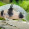 Weitzmans Panzerwels, Corydoras Weitzmani 1 Weitzmans Panzerwels, Corydoras Weitzmani -Zoofachgeschäft 83244 weitzmans panzerwels Corydoras weitzmani
