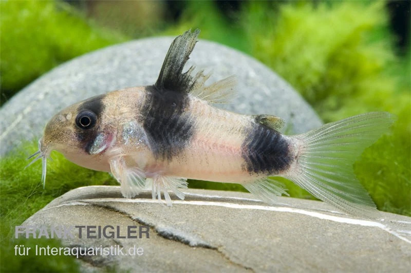 Weitzmans Panzerwels, Corydoras weitzmani Weitzmans Panzerwels, Corydoras Weitzmani -Zoofachgeschäft 83244 weitzmans panzerwels Corydoras weitzmani