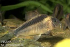 Rostpanzerwels, Corydoras Rabauti