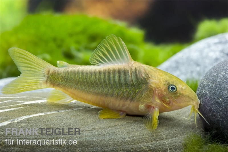 Goldener Panzerwels, Corydoras melanotaenia Goldener Panzerwels, Corydoras Melanotaenia -Zoofachgeschäft 83248 Goldener Panzerwels Corydoras melanotaenia