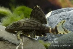 Grüner Panaque, L191, Panaque Sp.