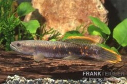 Roter Wolfsalmler Sp. Peru, Erythrinus Sp. Peru Red -Zoofachgeschäft 83279 roter wolfssalmler Erythrinus sp PERU