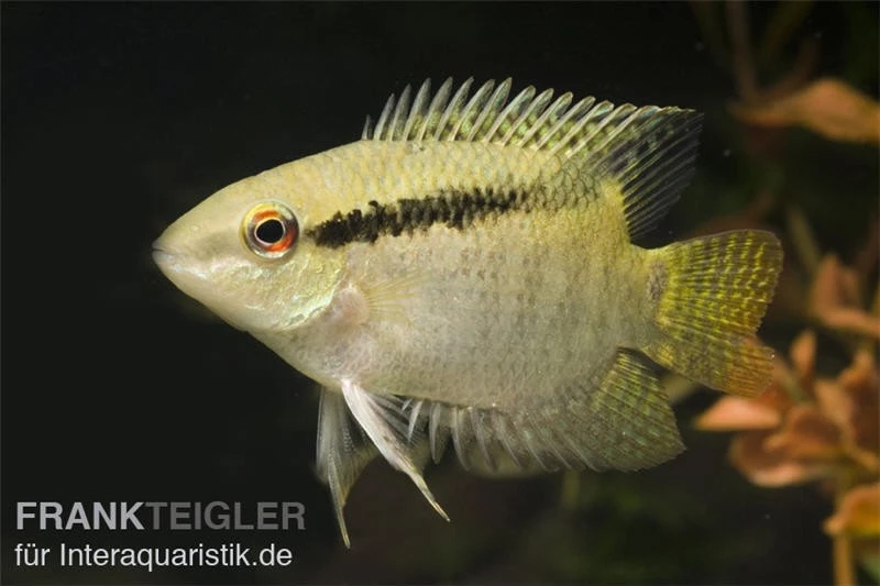 Flaggenbuntbarsch, Mesonauta festivus, DNZ Flaggenbuntbarsch, Mesonauta Festivus, DNZ -Zoofachgeschäft 83282 Mesonauta festivus Flaggenbuntbarsch