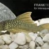 Gelber Phantomwels, L200a, Ancistrus Sp., 12-15 Cm 1 Gelber Phantomwels, L200a, Ancistrus Sp., 12-15 Cm -Zoofachgeschäft 83328 Gelber Phantomwels L200a Ancistrus sp