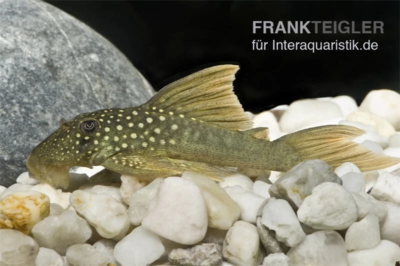 Gelber Phantomwels, L200a, Ancistrus sp., 12-15 cm Gelber Phantomwels, L200a, Ancistrus Sp., 12-15 Cm -Zoofachgeschäft 83328 Gelber Phantomwels L200a Ancistrus sp
