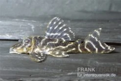 Kolumbianischer Zebrawels, L129, Hypancistrus Debilittera -Zoofachgeschäft 83332 Kolumbischer Zebrawels L129 Hypancistrus debilitte