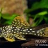 Sunshine Pleco, Sonnenwels, L14, Scobiancistrus Aureatus 1 Sunshine Pleco, Sonnenwels, L14, Scobiancistrus Aureatus -Zoofachgeschäft 83334 Sunshine Pleco Sonnenwels L14 Scobiancistrus aurea