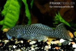 Goldstachel-Breitkopfharnischwels, L 56, Parancistrus Aurantiacus, 5-7 Cm -Zoofachgeschäft 83335 L 056 Parancistrus sp