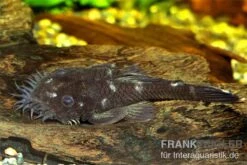 Monster-Antennenwels, L34, Ancistrus Ranunculus -Zoofachgeschäft 83336 Monster Antennenwels L34 Ancistrus ranuculus