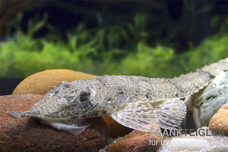 Nasenharnischwels, Hemiodontichtys acipensernius Nasenharnischwels, Hemiodontichtys Acipensernius -Zoofachgeschäft 83337 Nasenharnischwels Hemiodontichtys acipensernius