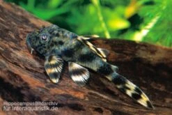 Ucayali-Zwergschilderwels, L205, Peckoltia Sp. -Zoofachgeschäft 83341 Ucayali Zwergschilderwels L205 Peckoltia sp