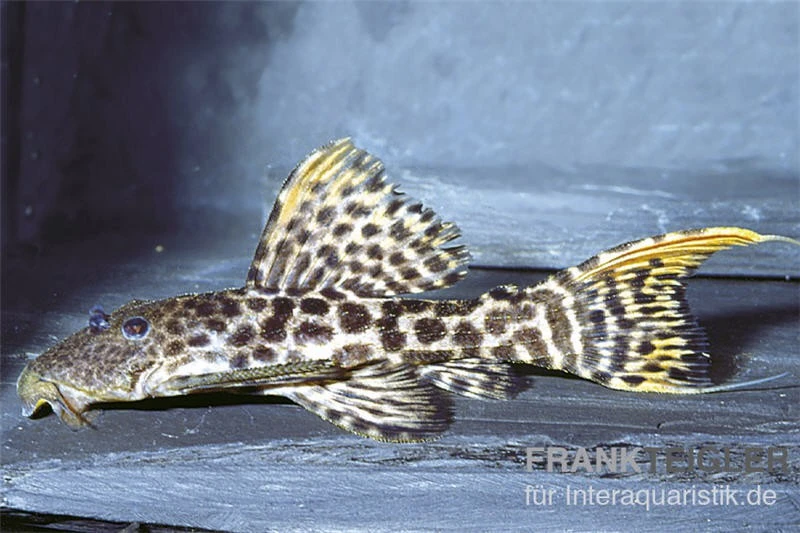 Titanic-Kaktuswels, L 273, Pseudacanthicus sp Titanic-Kaktuswels, L 273, Pseudacanthicus Sp -Zoofachgeschäft 83344 L 273 Pseudacanthicus sp titanic kaktuswels