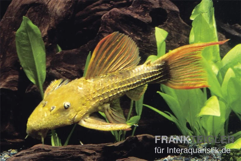 Rotflossen-Kaktuswels, L 24, Pseudacanthicus cf serratus Rotflossen-Kaktuswels, L 24, Pseudacanthicus Cf Serratus -Zoofachgeschäft 83346 L 024 Pseudacanthicus cf serratus kaktuswels