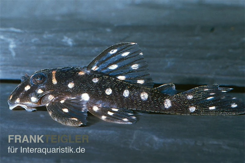 Orinoco-Engelsharnischwels, L201, Hypancistrus sp. Orinoco-Engelsharnischwels, L201, Hypancistrus Sp. -Zoofachgeschäft 83350 Orinoco Engelsharnischwels L201 Hypancistrus