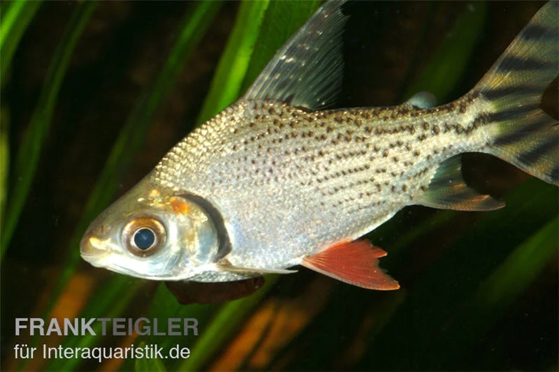 Nacht-Salmler, Semaprochiladas taeniurus Nacht-Salmler, Semaprochiladas Taeniurus -Zoofachgeschäft 83359 Nacht Salmler Semaprochiladas taeniurus