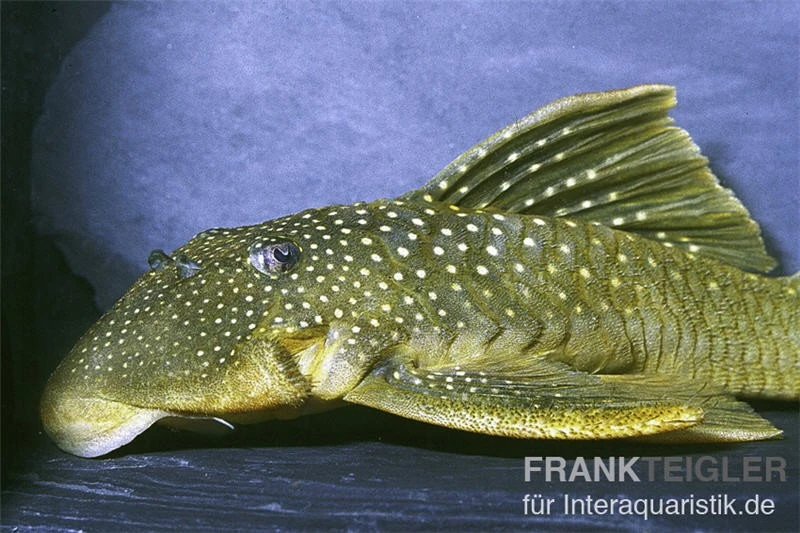 Gelber Phantomwels, L 200, Hemiancistrus subviridis Gelber Phantomwels, L 200, Hemiancistrus Subviridis -Zoofachgeschäft 83361 Gelber Phantomwels L 200 Hemiancistrus subviridis