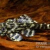 Atabapo-Schmetterlingsharnischwels, L52, Zonancistrus Sp., 5-7 Cm 2 Atabapo-Schmetterlingsharnischwels, L52, Zonancistrus Sp., 5-7 Cm -Zoofachgeschäft 83363 schmetterlingsharnischwels L 052 peckoltia pulchra