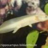 Axolotl Albino, Ambystoma Mexicanum -Zoofachgeschäft 8880 Axolotl albino Ambystoma mexicanum 1