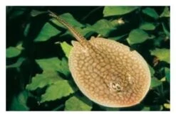 Genetzter Süßwasserrochen, Potamotrygon Reticulatus, 12-15 Cm (Rarität)