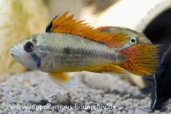 Kakaduzwergbuntbarsch Doppelrot, Apistogramma Cacatuoides, Paarweise -Zoofachgeschäft 8897 Kakaduzwergbuntbarsch doppelrot Apistogramma cac
