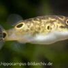 Augenfleck-Kugelfisch, Tetraodon Biocellatus, 2-3 Cm -Zoofachgeschäft 8923 Augenfleck Kugelfisch Tetraodon biocellatus
