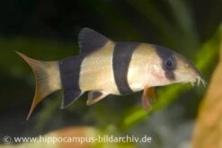 Prachtschmerle, Botia Macracantha