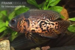 Oscar Rot-Tiger, Astronotus Ocellatus -Zoofachgeschäft 9521 Oscar Rot Tiger Astronotus ocellatus