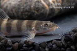 Achtringe-Schmerle, Serpenticobitis Octozona -Zoofachgeschäft Achtringe Schmerle Serpenticobitis octozona 3