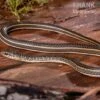 Ägyptische Sandrennnatter, Psammophis Sibilans 2 Ägyptische Sandrennnatter, Psammophis Sibilans -Zoofachgeschäft Aegyptische Sandrennnatter Psammophis sibilans 01