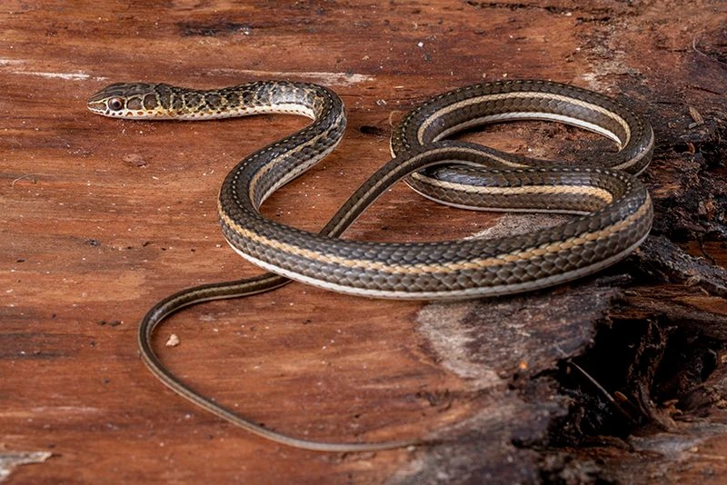 Ägyptische Sandrennnatter, Psammophis sibilans Ägyptische Sandrennnatter, Psammophis Sibilans -Zoofachgeschäft Aegyptische Sandrennnatter Psammophis sibilans 02