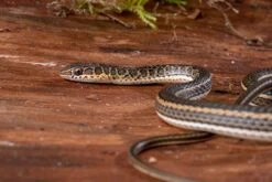 Ägyptische Sandrennnatter, Psammophis Sibilans 4 Ägyptische Sandrennnatter, Psammophis Sibilans -Zoofachgeschäft Aegyptische Sandrennnatter Psammophis sibilans 03
