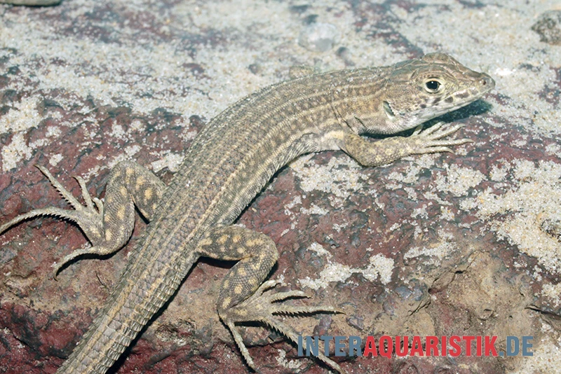 Ägyptischer Pantherfransenfinger, Acanthodactylus pardalis Ägyptischer Pantherfransenfinger, Acanthodactylus Pardalis -Zoofachgeschäft Aegyptischer Pantherfransenfinger Acanthodactylus pardalis 2