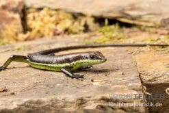Afrika-Skink, Trachylepis Polytropis -Zoofachgeschäft Afrika Skink Trachylepis polytropis 3