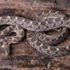 Afrikanische Eierschlange, Dasypeltis Scabra -Zoofachgeschäft Afrikanische Eierschlange Dasypeltis scabra neu 1