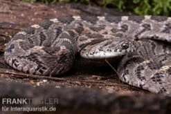 Afrikanische Eierschlange, Dasypeltis Scabra -Zoofachgeschäft Afrikanische Eierschlange Dasypeltis scabra neu 3