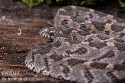 Afrikanische Eierschlange, Dasypeltis Scabra -Zoofachgeschäft Afrikanische Eierschlange Dasypeltis scabra neu 4