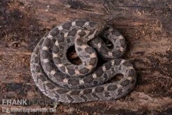 Afrikanische Eierschlange, Dasypeltis Scabra -Zoofachgeschäft Afrikanische Eierschlange Dasypeltis scabra neu 5