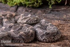 Afrikanische Eierschlange, Dasypeltis Scabra -Zoofachgeschäft Afrikanische Eierschlange Dasypeltis scabra neu 6