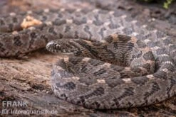 Afrikanische Eierschlange, Dasypeltis Scabra -Zoofachgeschäft Afrikanische Eierschlange Dasypeltis scabra neu 9