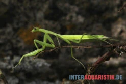 Afrikanische Gottesanbeterin, Sphodromantis Bioculata -Zoofachgeschäft Afrikanische Gottesanbeterin Sphodromantis bioculata 3