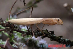 Afrikanische Gottesanbeterin, Sphodromantis Bioculata -Zoofachgeschäft Afrikanische Gottesanbeterin Sphodromantis bioculata 4