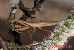 Afrikanische Gottesanbeterin, Sphodromantis Bioculata -Zoofachgeschäft Afrikanische Gottesanbeterin Sphodromantis bioculata 5