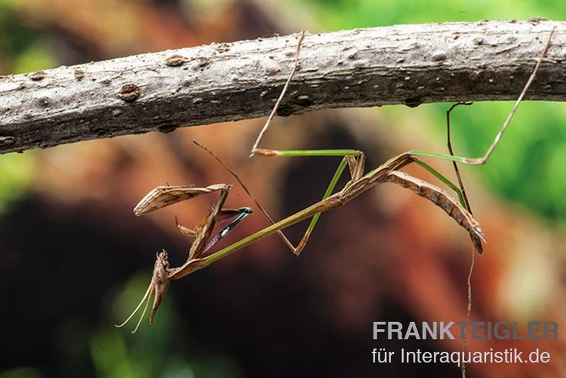Afrikanische Gottesanbeterin, Idolomorpha sp. Nigeria Afrikanische Gottesanbeterin, Idolomorpha Sp. Nigeria -Zoofachgeschäft Afrikanische Gottesanbetrin Idolomorpha sp