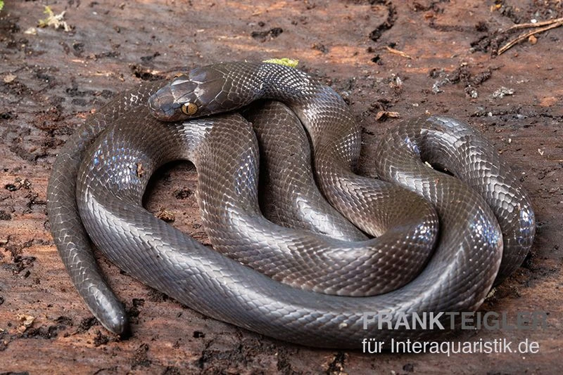 Afrikanische Hausschlange, Lamprophis fuliginosus Afrikanische Hausschlange, Lamprophis Fuliginosus -Zoofachgeschäft Afrikanische Hausschlange Lamprophis fuliginosus schwarz 2