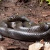 Afrikanische Hausschlange, Lamprophis Fuliginosus 2 Afrikanische Hausschlange, Lamprophis Fuliginosus -Zoofachgeschäft Afrikanische Hausschlange Lamprophis fuliginosus schwarz jpg