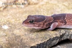 Afrikanischer Fettschwanzgecko, Hemitheconyx Caudicinctus -Zoofachgeschäft Afrikanischer Fettschwanzgecko Hemitheconyx caudicinctus 2