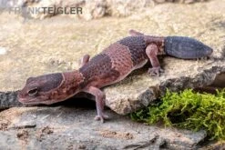 Afrikanischer Fettschwanzgecko, Hemitheconyx Caudicinctus -Zoofachgeschäft Afrikanischer Fettschwanzgecko Hemitheconyx caudicinctus 4