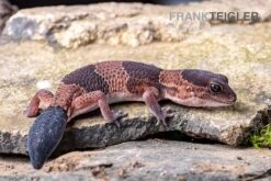 Afrikanischer Fettschwanzgecko, Hemitheconyx Caudicinctus -Zoofachgeschäft Afrikanischer Fettschwanzgecko Hemitheconyx caudicinctus 5
